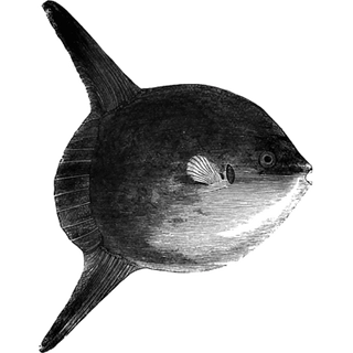 not a pro profile picture